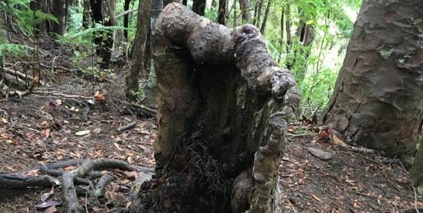 زنده ماندن کنده درختی در نیوزلند,اخبار جالب,خبرهای جالب,خواندنی ها و دیدنی ها