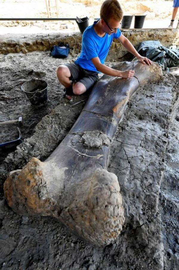 کشف استخوان دایناسور در فرانسه,اخبار جالب,خبرهای جالب,خواندنی ها و دیدنی ها