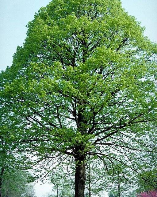 چوب درخت نمدار آمریکایی,اخبار علمی,خبرهای علمی,طبیعت و محیط زیست
