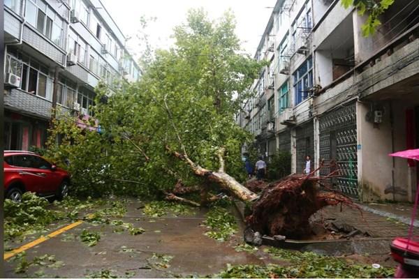 تلفات طوفان در شرق چین,اخبار حوادث,خبرهای حوادث,حوادث طبیعی