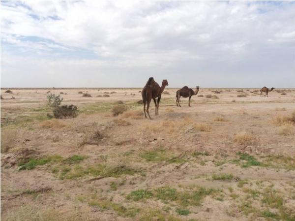 خشک شدن تالاب جازموریان,اخبار اجتماعی,خبرهای اجتماعی,محیط زیست