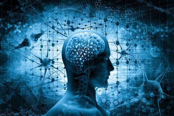 مغز انسان مغز انسان,اخبار دیجیتال,خبرهای دیجیتال,اخبار فناوری اطلاعات