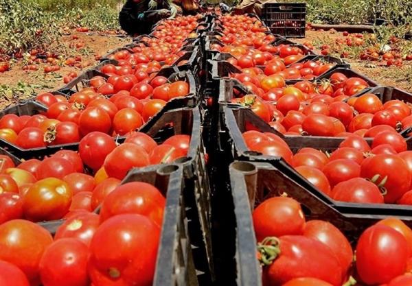 قیمت گوجه فرنگی قیمت گوجه فرنگی,اخبار اقتصادی,خبرهای اقتصادی,کشت و دام و صنعت