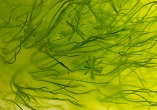 فیلتر کاغذ تولید شده از جلبک‌ها,اخبار علمی,خبرهای علمی,طبیعت و محیط زیست