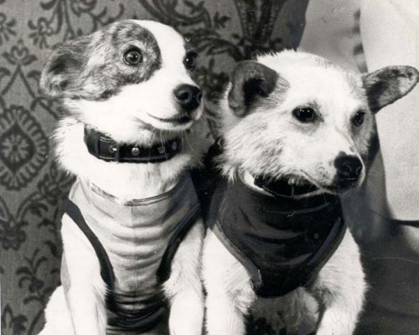 حیوانات فضانورد,اخبار علمی,خبرهای علمی,نجوم و فضا