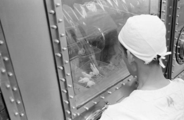 حیوانات فضانورد حیوانات فضانورد,اخبار علمی,خبرهای علمی,نجوم و فضا