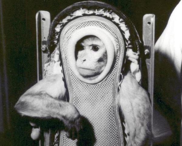 حیوانات فضانورد,اخبار علمی,خبرهای علمی,نجوم و فضا