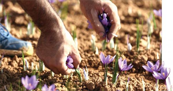 کشت زعفران کشت زعفران,اخبار اقتصادی,خبرهای اقتصادی,کشت و دام و صنعت