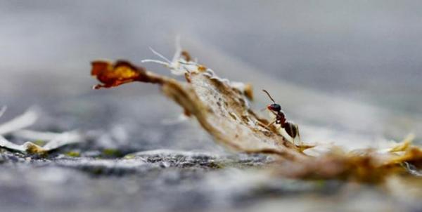 مورچه‌,اخبار علمی,خبرهای علمی,طبیعت و محیط زیست
