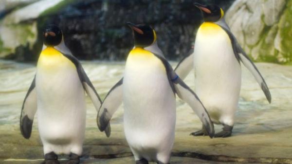 پنگوئن نر باغ وحش برلین,اخبار علمی,خبرهای علمی,طبیعت و محیط زیست
