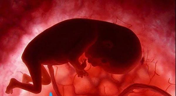 جنین,اخبار پزشکی,خبرهای پزشکی,بهداشت