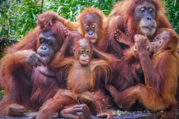 میمون اورانگوتان,اخبار جالب,خبرهای جالب,خواندنی ها و دیدنی ها