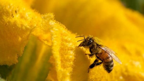 مرگ زنبور در برزیل,اخبار علمی,خبرهای علمی,طبیعت و محیط زیست
