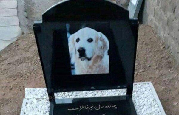 دفن لاشه سگ در رشت,اخبار حوادث,خبرهای حوادث,جرم و جنایت
