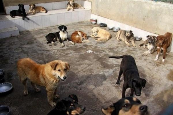 سگ کشی در کهریزک,اخبار اجتماعی,خبرهای اجتماعی,شهر و روستا