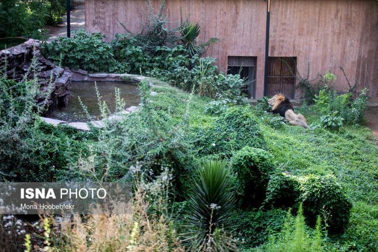 تصاویر آغاز زندگی مشترک شیرهای ایرانی باغ وحش ارم تهران,عکس شیرهای ایرانی در باغ وحش ارم،عکس د وشیر ایرانی در باغ ارم