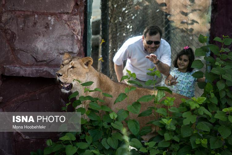 تصاویر آغاز زندگی مشترک شیرهای ایرانی باغ وحش ارم تهران,عکس شیرهای ایرانی در باغ وحش ارم،عکس د وشیر ایرانی در باغ ارم