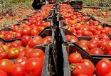 قیمت گوجه فرنگی,اخبار اقتصادی,خبرهای اقتصادی,کشت و دام و صنعت