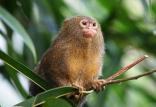 میمون آمازون,اخبار علمی,خبرهای علمی,طبیعت و محیط زیست