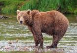 خرس جنگل,اخبار علمی,خبرهای علمی,طبیعت و محیط زیست