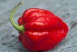 فلفل تند,اخبار پزشکی,خبرهای پزشکی,تازه های پزشکی