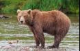 خرس جنگل,اخبار علمی,خبرهای علمی,طبیعت و محیط زیست