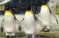 پنگوئن نر باغ وحش برلین,اخبار علمی,خبرهای علمی,طبیعت و محیط زیست