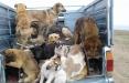 کشتار سگ‌ها با آمپول اسید,اخبار اجتماعی,خبرهای اجتماعی,شهر و روستا