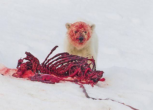 تصاویر غذا خوردن خرس های قطبی در نروژ,عکس های غذا خوردن خرس های قطبی در نروژ,تصاویر خرس های قطبی