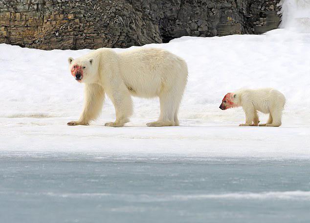 تصاویر غذا خوردن خرس های قطبی در نروژ,عکس های غذا خوردن خرس های قطبی در نروژ,تصاویر خرس های قطبی