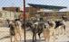سگ کشی در کهریزک,اخبار اجتماعی,خبرهای اجتماعی,شهر و روستا