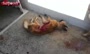 فیلم/ کشتار بی‌رحمانه سگ‌ها با تزریق سم و اسید! (حاوی صحنه های دلخراش)