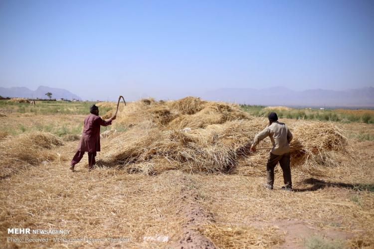 تصاویر برداشت گندم در کرمان,عکس های دیدنی از مزرعه گندم,تصاویر برداشت گندم از مزارع روستای دهزیار