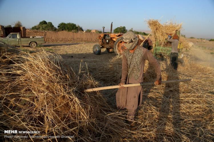 تصاویر برداشت گندم در کرمان,عکس های دیدنی از مزرعه گندم,تصاویر برداشت گندم از مزارع روستای دهزیار