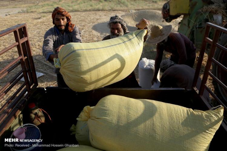 تصاویر برداشت گندم در کرمان,عکس های دیدنی از مزرعه گندم,تصاویر برداشت گندم از مزارع روستای دهزیار