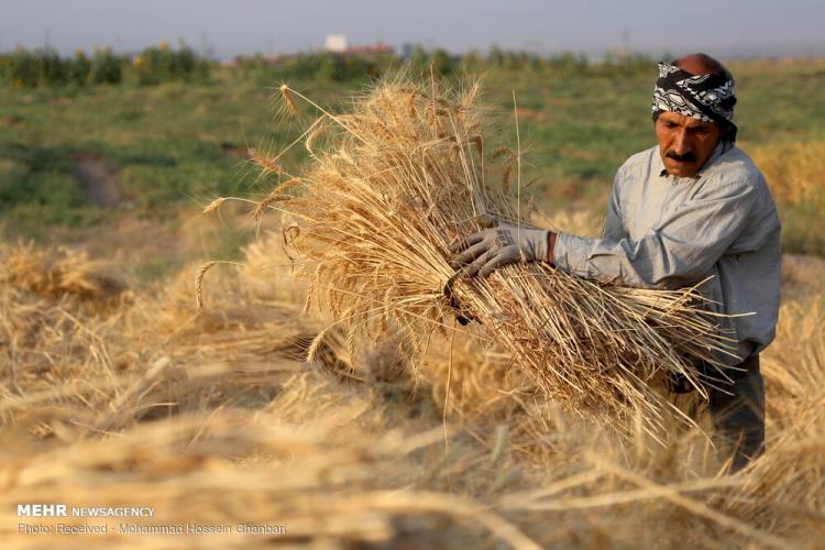 تصاویر برداشت گندم در کرمان,عکس های دیدنی از مزرعه گندم,تصاویر برداشت گندم از مزارع روستای دهزیار