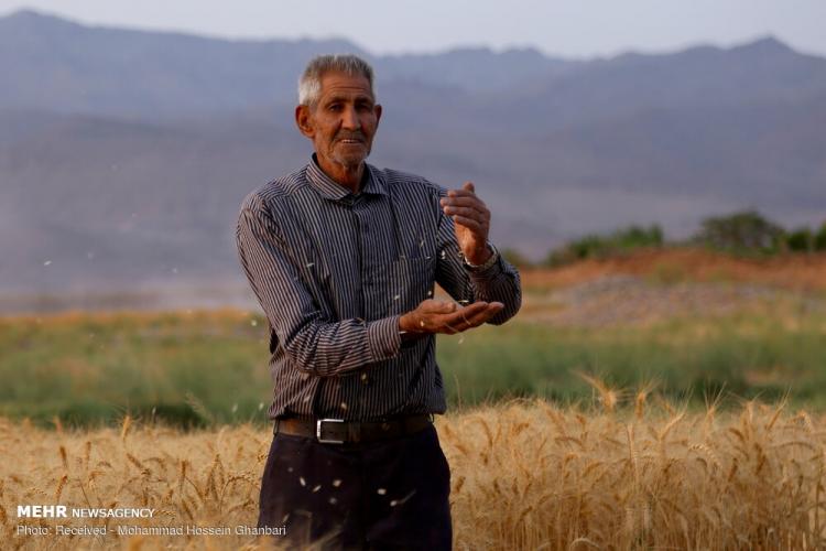 تصاویر برداشت گندم در کرمان,عکس های دیدنی از مزرعه گندم,تصاویر برداشت گندم از مزارع روستای دهزیار