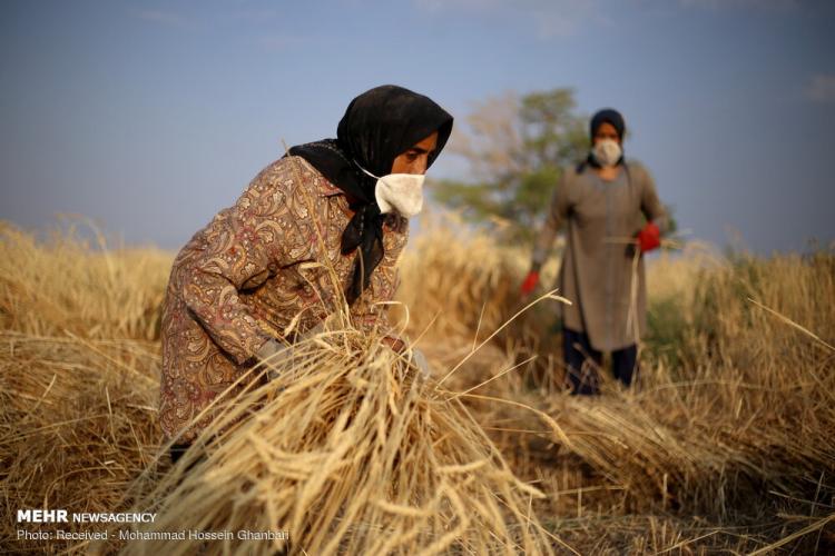 تصاویر برداشت گندم در کرمان,عکس های دیدنی از مزرعه گندم,تصاویر برداشت گندم از مزارع روستای دهزیار