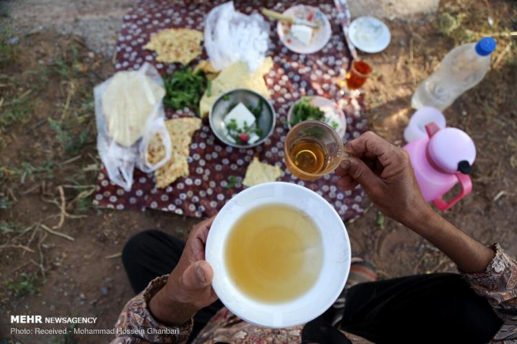 تصاویر برداشت گندم در کرمان,عکس های دیدنی از مزرعه گندم,تصاویر برداشت گندم از مزارع روستای دهزیار