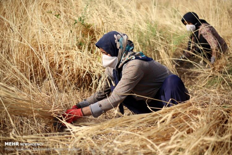 تصاویر برداشت گندم در کرمان,عکس های دیدنی از مزرعه گندم,تصاویر برداشت گندم از مزارع روستای دهزیار