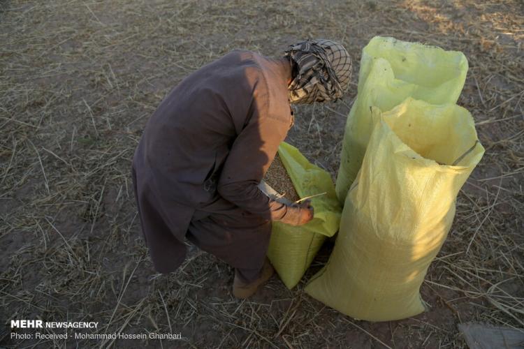 تصاویر برداشت گندم در کرمان,عکس های دیدنی از مزرعه گندم,تصاویر برداشت گندم از مزارع روستای دهزیار