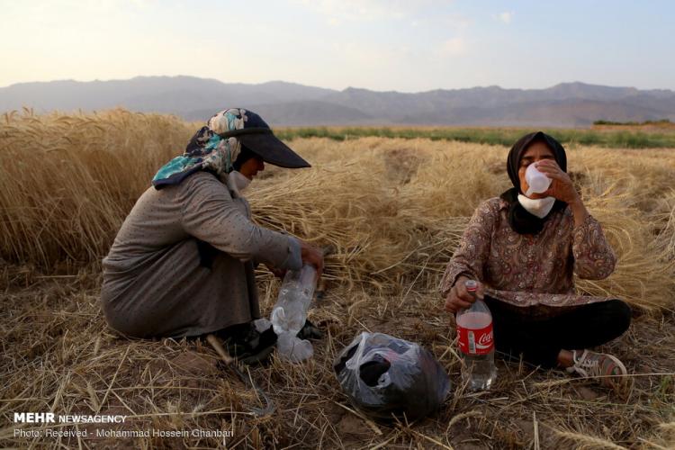 تصاویر برداشت گندم در کرمان,عکس های دیدنی از مزرعه گندم,تصاویر برداشت گندم از مزارع روستای دهزیار