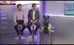 فیلم/ انجام سفارشات شما با سگ رباتیک