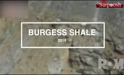 فیلم/ کشف فسیل موجود دریایی عجیب