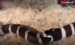 فیلم/ ماری که خودش را می خورد!