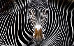 تصاویر برندگان مسابقه عکاسی حفاظت از طبیعت‎,عکس های برندگان مسابقه عکاسی حفاظت از طبیعت‎,تصاویر طبیعت‎