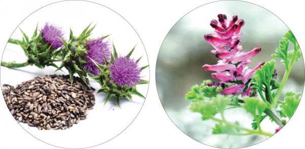 درمان کبد چرب با گیاهان دارویی درمان کبد چرب با گیاهان دارویی,اخبار پزشکی,خبرهای پزشکی,مشاوره پزشکی