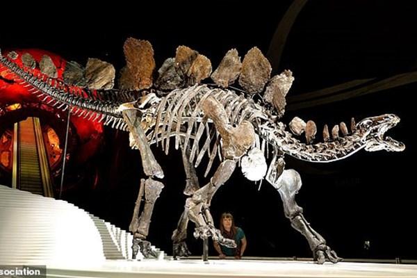 کشف گونه عجیب از قدیمی ترین یک نوع دایناسور,اخبار علمی,خبرهای علمی,طبیعت و محیط زیست