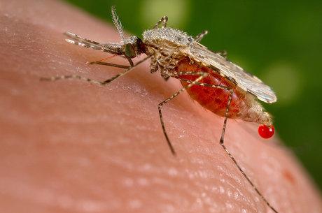بیماری مالاریا,اخبار پزشکی,خبرهای پزشکی,بهداشت