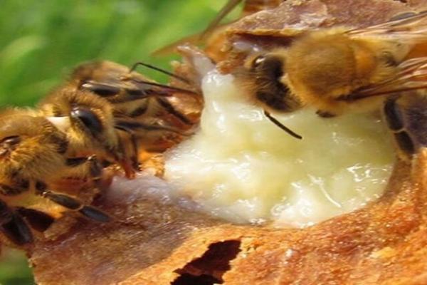 ژل رویال زنبور عسل,اخبار اجتماعی,خبرهای اجتماعی,محیط زیست